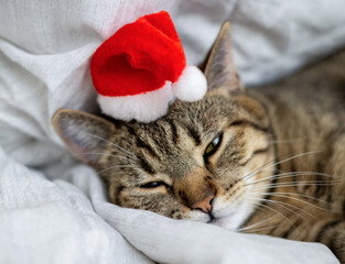 tabby cat with santa claus hat cap,christmas lights,merry christmas inscription and candy cane, lying on bed.kitty rolling eyes means is bored.domestic pet happy new year.adorable kitten female