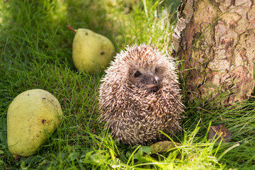 A little hedgehog lies curled up in a ball next to a pear tree.