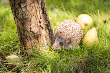 A little hedgehog walks on the grass next to a tree. There are fallen pears nearby