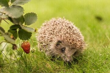 A little hedgehog walks on the grass and looks at a strawberry