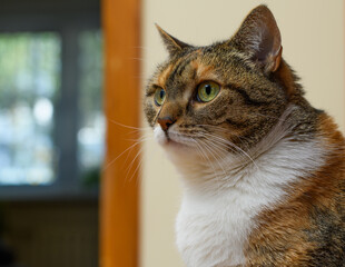 Piękna kotka trikolor z zamyślona miną na pysku 