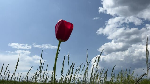Red tulip flower in field against blue sky.