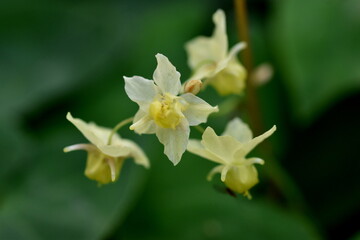 Fototapeta premium Gelbe Blüten einer Elfenblume