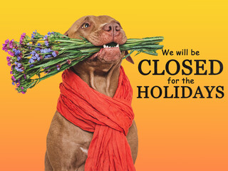 Signboard with the inscription We will be closed for the Holidays. Cute brown dog and a basket with pumpkin. Closeup, indoors. Studio shot. Pets care concept