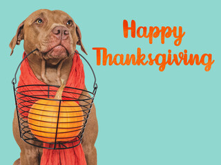 Happy Thanksgiving. Lovely brown puppy and congratulatory inscription. Closeup, indoors. Studio shot. Congratulations for family, relatives, loved ones, friends and colleagues. Pets care concept