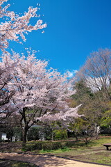 Obraz premium 晴れた桜の庭