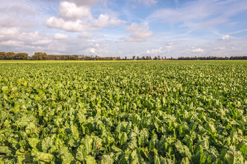 Dutch polder landscape with a large field full of ready-to-harvest sugar beet plants. The photo was taken on a sunny day with some clouds in the blue sky at the beginning of the autumn season