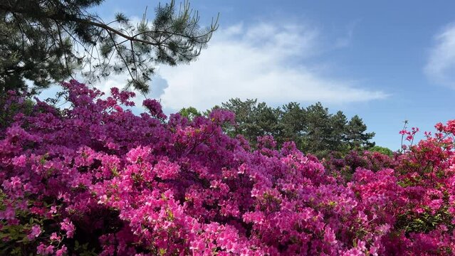 Beautiful rhododendron flowers and pine tree in the park.