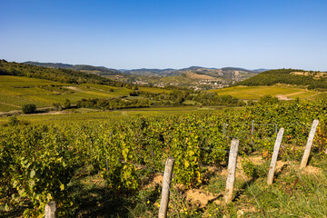 Fototapeta na wymiar Village de La Roche-Vineuse, entouré par le vignoble de la célèbre appellation Pouilly-Fuissé, depuis Vergisson