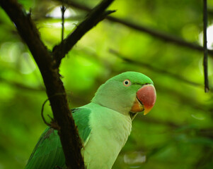 green winged macaw