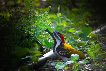 red billed hornbill
