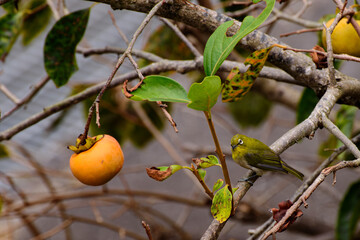 メジロと柿