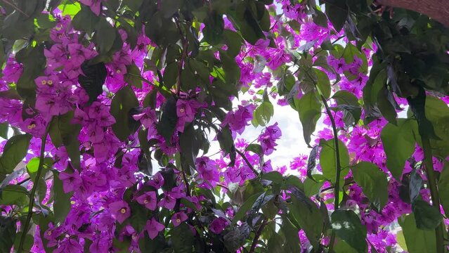 Bougainvillea flowers in the garden.