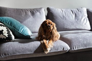 Cute dog, cavalier spaniel resting on gray sofa - obrazy, fototapety, plakaty