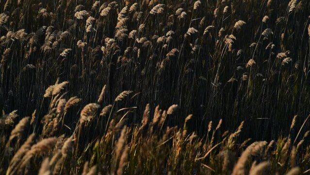 CARRIZO SECO MOVIENDOSE AL VIENTO