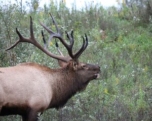 Naklejka na ściany i meble Rocky Mountain Elk Bull Bugling Scream Whistle Autumn Fall 