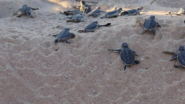 Zoomed video of baby green turtles hatchlings on the beach. Many baby turtles going out of the nest, walking on the sand to the ocean. Ningaloo Marine Park, Cape Range in Exmouth, Western Australia.