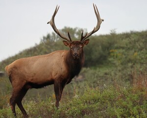 Naklejka na ściany i meble Majestic Rocky Mountain Bull Elk Clearfield County PA During Fall Autumn Rut Breeding Season