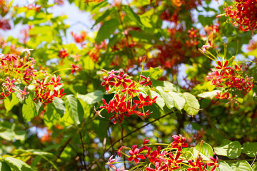 Rangoon creeper or Burma creeper,  Combretum indicum