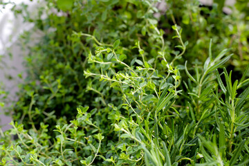 Fresh herbs in the garden