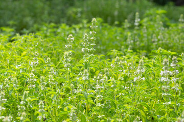 Lemon basil, Hoary basil, Hairy basil
