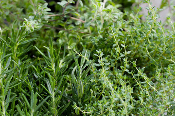 Fresh herbs in the garden
