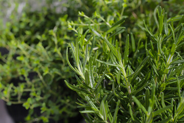 Fresh herbs in the garden