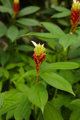 Indian head ginger, Costus speciosus