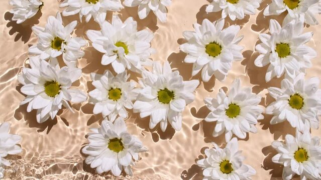 Flowers chamomiles on water surface with drops. Pure water with reflections sunlight and shadows. Slow motion of waves water. Design, cosmetics advertising, products. High quality 4k footage