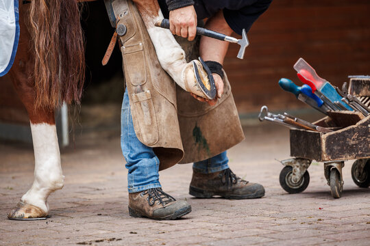 Farrier nailing horseshoe to horse hoof with a hammer. Blacksmith working in stable. Traditional animal care - Powered by Adobe