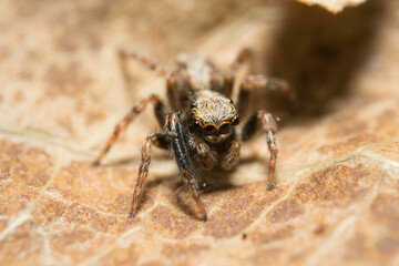 Artistic close ups of a jumping spider or Salticidae, a common spider species all over the world. Very cute spider and very friendly. Halloween is comming.
