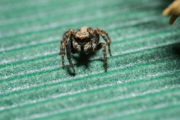 Artistic close ups of a jumping spider or Salticidae, a common spider species all over the world. Very cute spider and very friendly. Halloween is comming.

