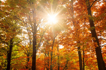Obraz premium golden maple forest with sky and sun glare. AI GENERATE