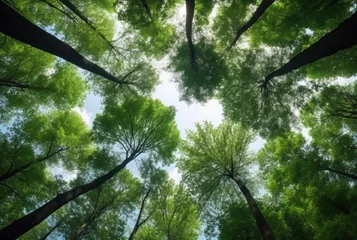 Fotobehang Looking up at the green tops of trees. generative ai © LivroomStudio