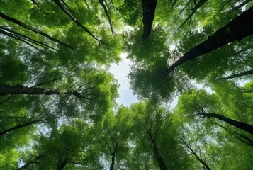 Fotobehang Looking up at the green tops of trees. generative ai © LivroomStudio