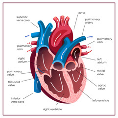 Human heart anatomy. Medical illustration. Educational poster. - obrazy, fototapety, plakaty