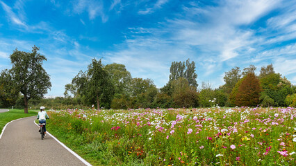 Radfahrerin auf der Insel Reichenau mit herrlicher Blumenwiese