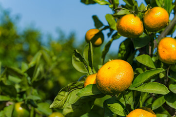 Mandarynki w sadzie. Sad mandarynkowy. Sezon na mandarynki. Dojrzewające mandarynki. Mandarynka na drzewie. Mandarynkowe zbiory. Pomarańczowe owoce. - obrazy, fototapety, plakaty