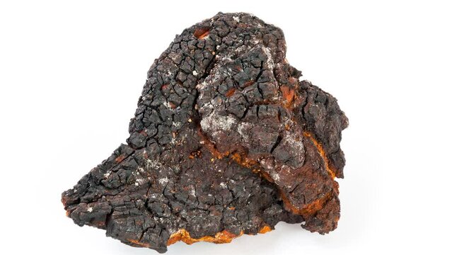 Scale of chaga mushroom on a white background.