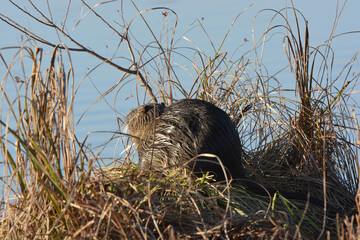 Myocastor coypus-Coypu-Ragondin-IUCN=LC-M133_001_001