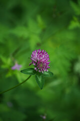 Kleeblüte Nahaufnahme