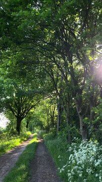 
walk near the trees, summer, soft light. smooth shooting