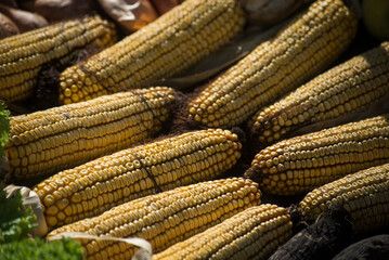 Closeup of dried corn alignment at the market