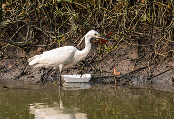 Fototapeta premium The Chinese egret or Swinhoe's egret (Egretta eulophotes) walk in a polluted water