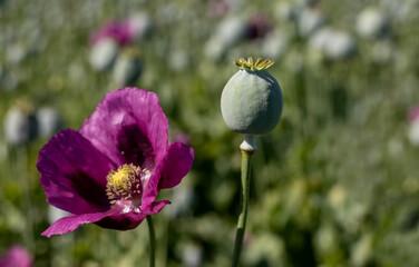 Opium poppy heads, close-up. Papaver somniferum, commonly known as the opium poppy or breadseed poppy, is a species of flowering plant in the family Papaveraceae.