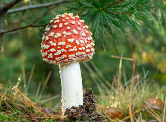 fly agaric mushroom shoots out of the ground at the start of autumn in the Cape Forests in Doorn, Utrechtse Heuvelrug