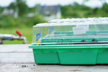 Plastic container for seedlings with soil.