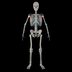 3d Illustration of Subscapularis Muscles on Male Human Body