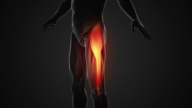 Pain and injury in the Tensor Fasciae Latae Muscles