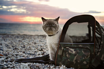 cat sitting in his bag on the beach - 662216739
